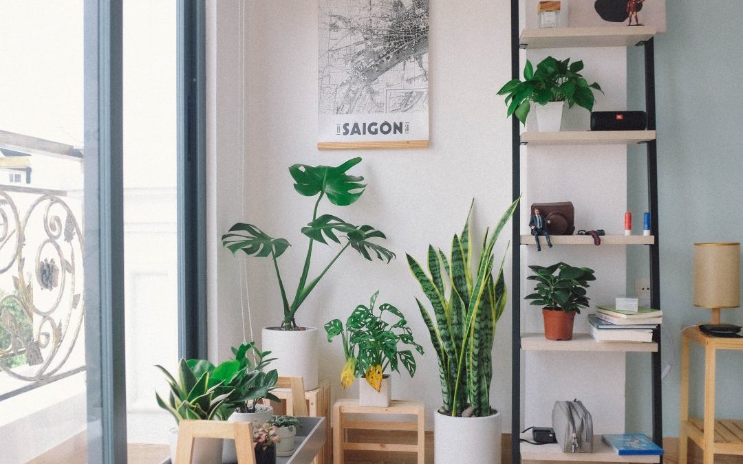 Prevent Holiday Stress with Houseplants